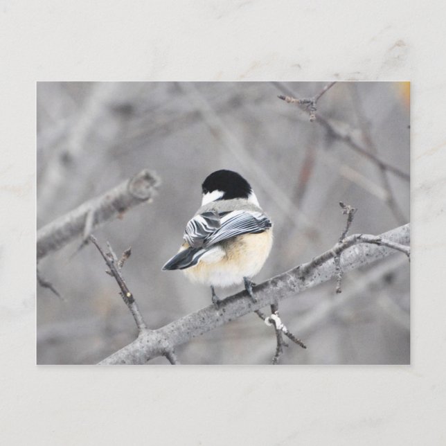 Cartão Postal Meu novo casaco de inverno, brilhante! :) (Frente)