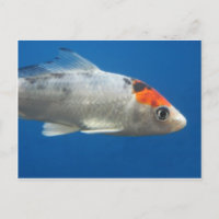 Meu Peixe de Peixe Koi