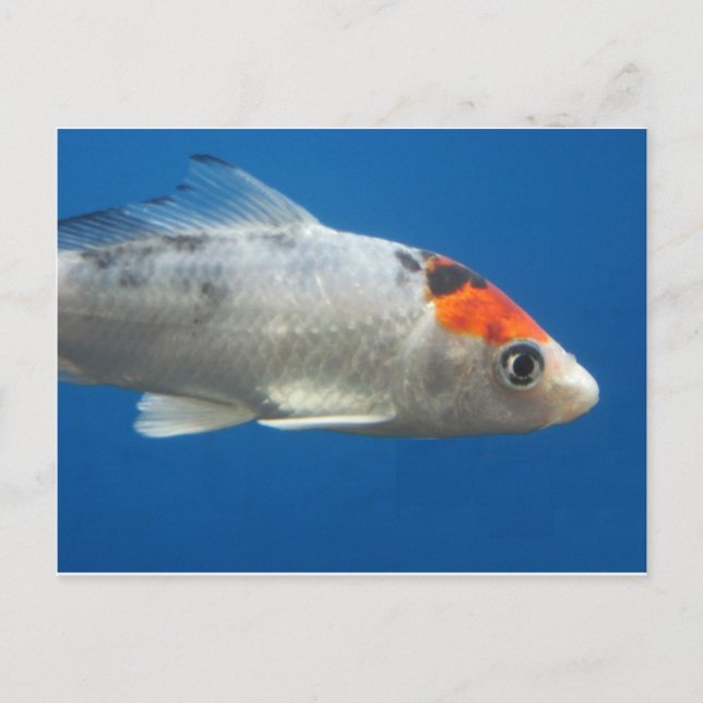 Cartão Postal Meu Peixe de Peixe Koi (Frente)
