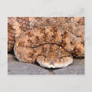 Cartão Postal Meu Pequeno Viper