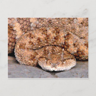 Cartão Postal Meu Pequeno Viper