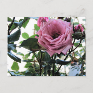 Cartão Postal Meu Rosa