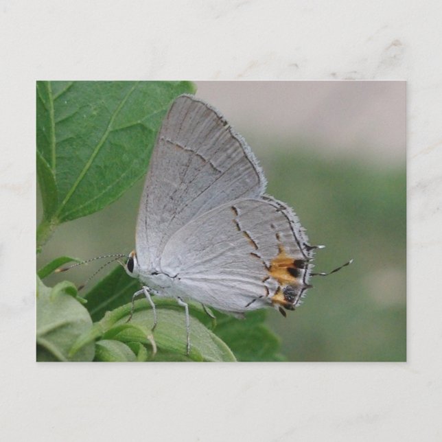 CARTÃO POSTAL MEXICAN CINZA HAIRSTREAK BUTTERFLY (Frente)