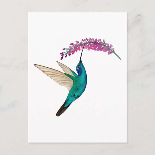 Cartão Postal Mexican Violetear Hummingbird (Frente)