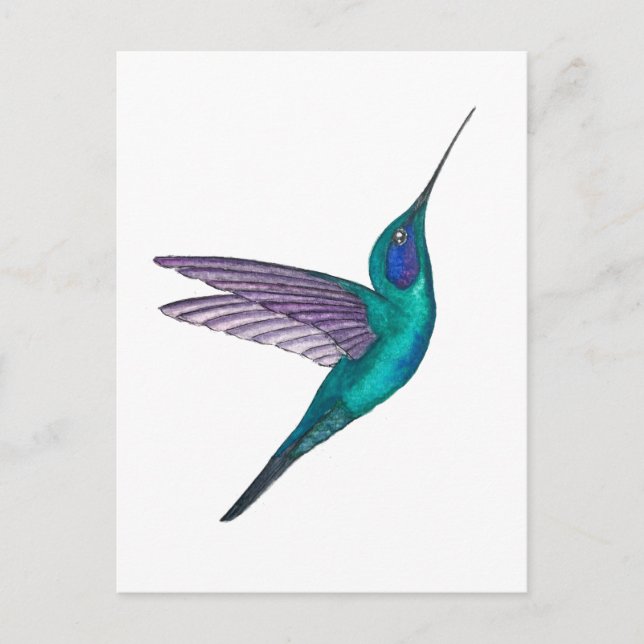 Cartão Postal Mexican Violetear Hummingbird (Frente)
