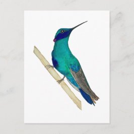 Cartão Postal Mexican Violetear Hummingbird