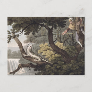 Cartão Postal Mexicano Lizard Catcher, gravado por Matthew Dubou