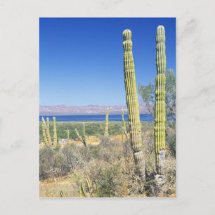 Cartão Postal México, Baja California Sur, Mulege, Baía