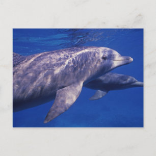 Cartão Postal México, Cozumel. Golfinho Estrangulado, Tursiops 2