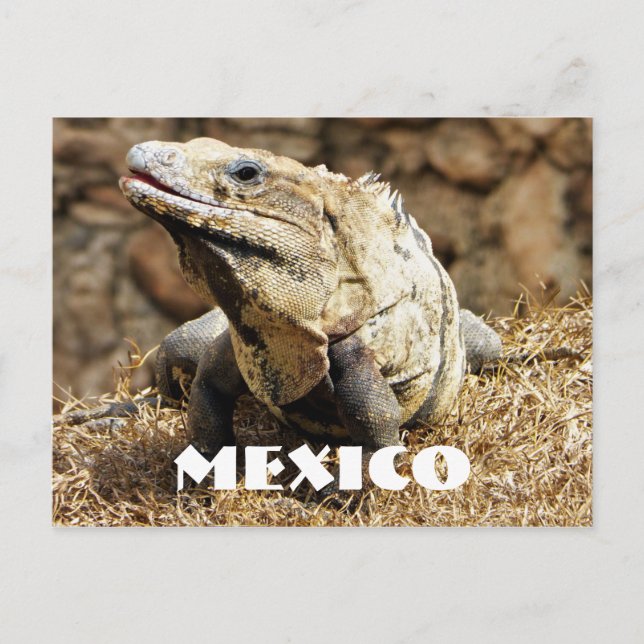 Cartão Postal México - Réptil Iguana (Frente)