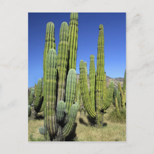 Cartão Postal México, Sonora, San Carlos. Saguaro & Organ Pipe
