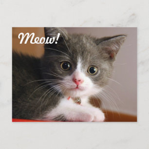 Cartão Postal Miau!