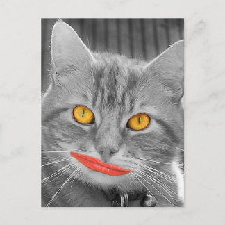 Cartão Postal Miau