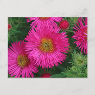 Cartão Postal Michaelmas Daisies