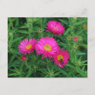 Cartão Postal Michaelmas Daisies e Abelha