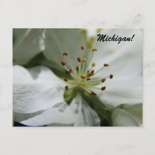 Cartão Postal Michigan Apple Blossom