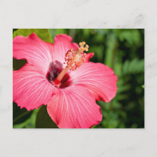 Cartão Postal Michigan, Dearborn. Detail Of Pink Hibiscus