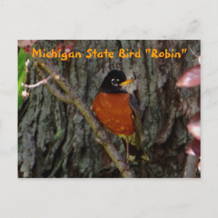 Cartão Postal Michigan State Bird Robin