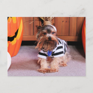 Cartão Postal Mickey - Yorkshire Terrier - Shannon