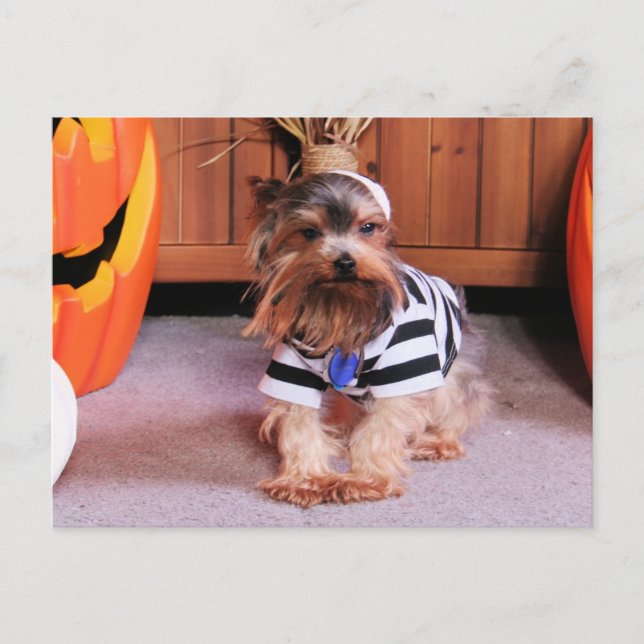 Cartão Postal Mickey - Yorkshire Terrier - Shannon (Frente)