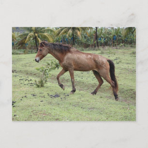Cartão Postal Micoud2