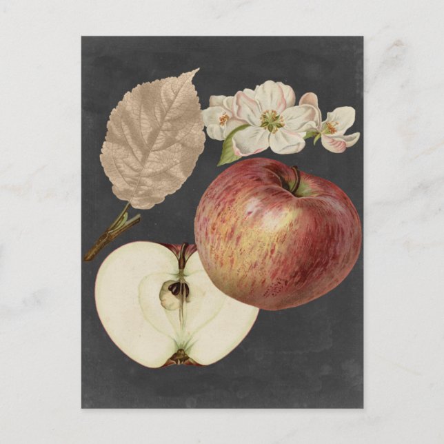 Cartão Postal Midnight Harvest II (Frente)