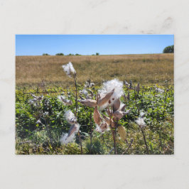 Cartão Postal Midwest Milkweed