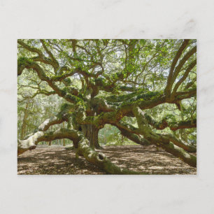Cartão Postal Mighty Angel Oak