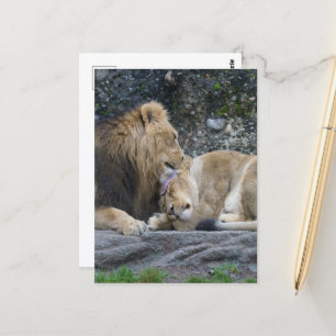Cartão Postal Mighty Lion Love