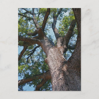Cartão Postal Mighty Oak