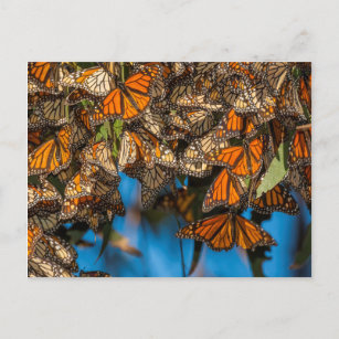Cartão Postal Migração de borboletas monarcas agarradas a folhas