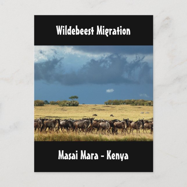 Cartão Postal Migração de Wildebeest Masai Mara Quênia (Frente)