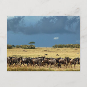 Cartão Postal Migração de Wildebeest Masai Mara Quênia