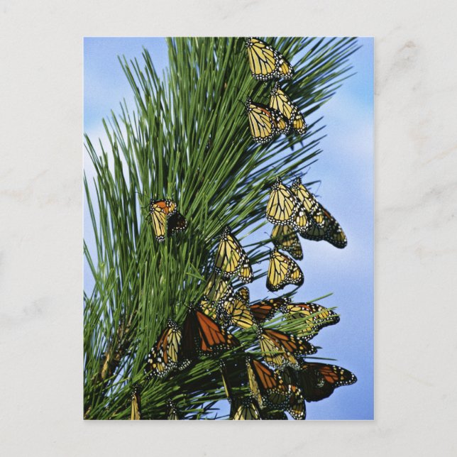 Cartão Postal Migração monarca (Frente)