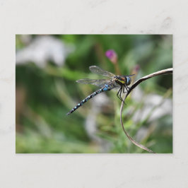 Cartão Postal Migrant Hawker Dragonfly