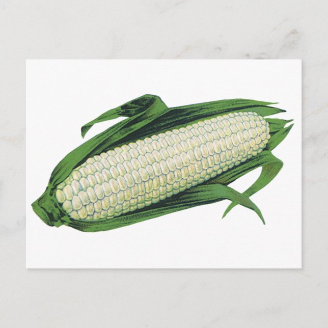 Cartão Postal Milho branco de Comidas de vegetais venenosos no f (Frente)