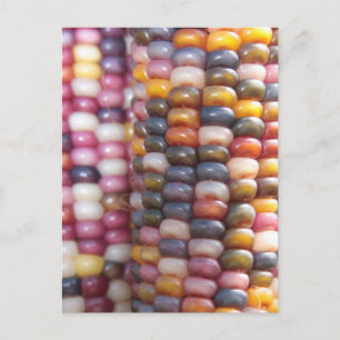 Cartão Postal Milho indiano