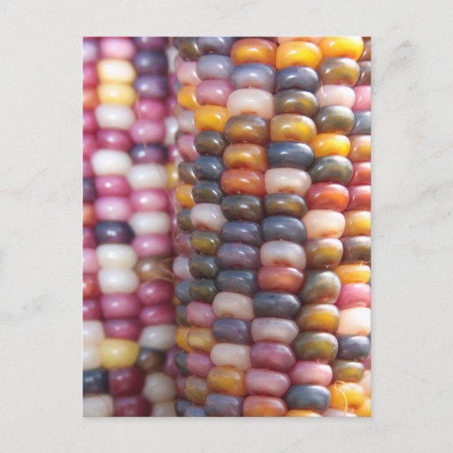 Cartão Postal Milho indiano (Frente)