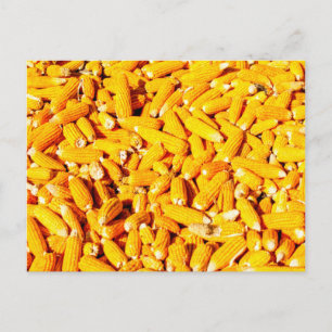 Cartão Postal Milho no Cob