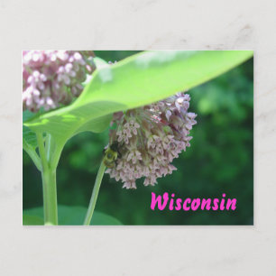 Cartão Postal Milkweed Blooms