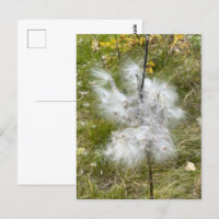 Milkweed | Borboleta |