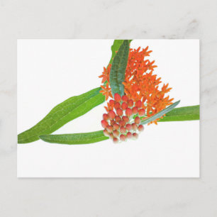 Cartão Postal Milkweed Borboleta em Branco