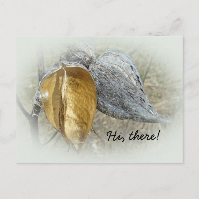 Cartão Postal Milkweed Pods (Frente)