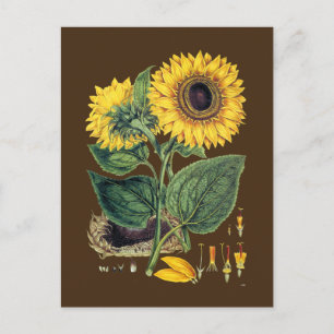 Cartão Postal Miller: Sunflower