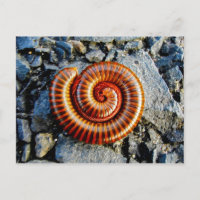 Millipede Trigoniulus Corallinus Artrópodes Enrola