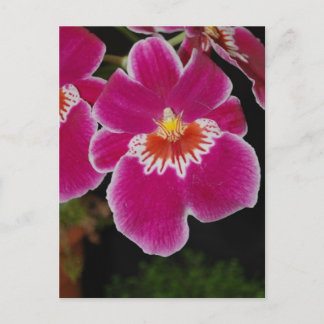 Cartão Postal Miltonia Eros pansy orchid