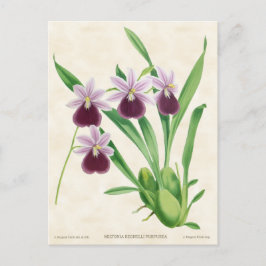 Cartão Postal Miltonia Roxa Orquídea Botânica