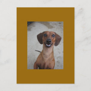 Cartão Postal Minature Dachshund