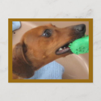 Cartão Postal Minature Dachshund