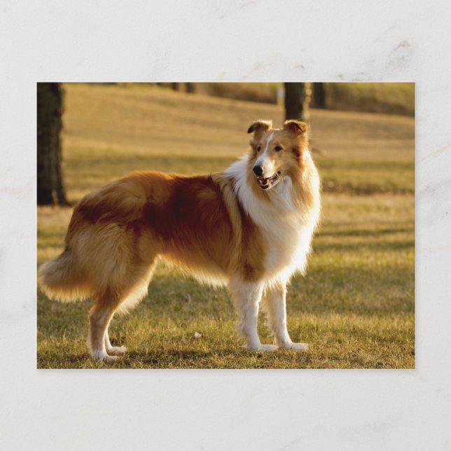 Cartão Postal Minha Collie (Frente)